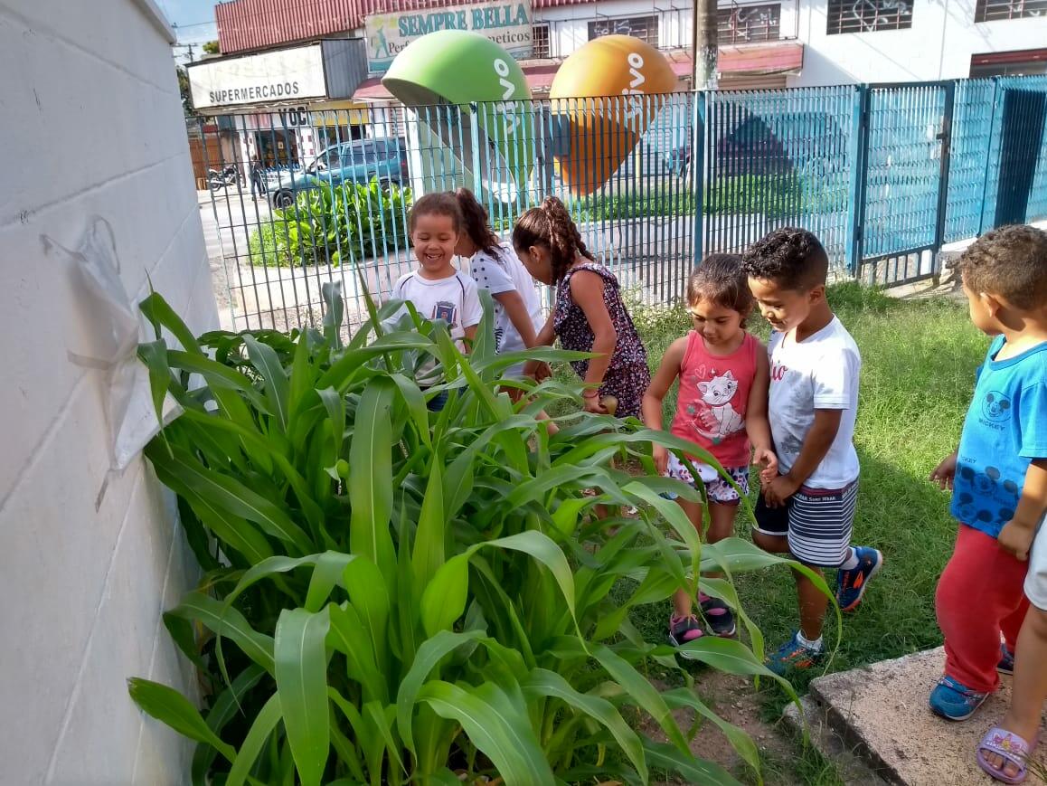 O cultivo de milho que encantou as crianças