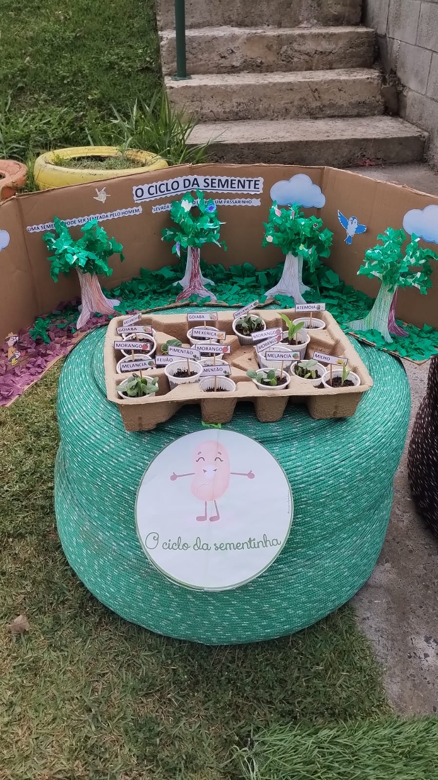 Semente, sementinha: agora já sei com nasce e cresce uma plantinha.🌱🌾🥰🌱